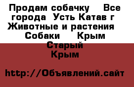 Продам собачку  - Все города, Усть-Катав г. Животные и растения » Собаки   . Крым,Старый Крым